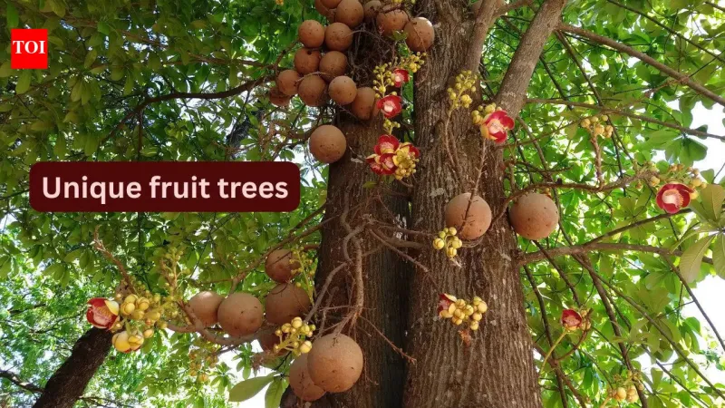 10 Unique Fruit Trees for Botanical Travelers