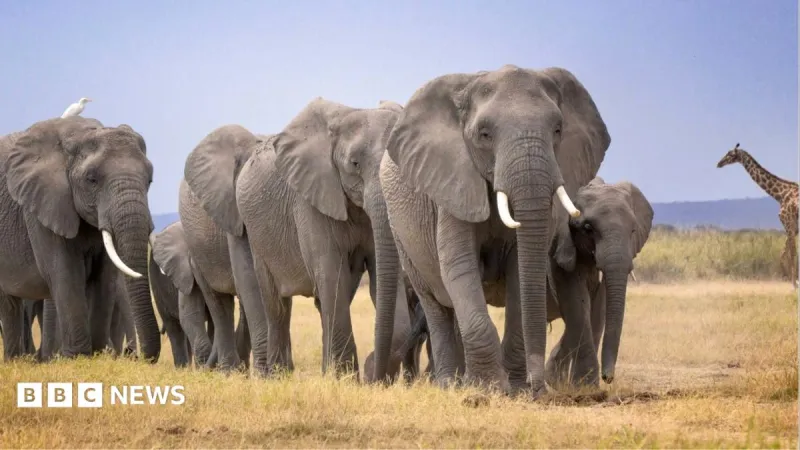 14 elephants dead in Kenya; KWS probes mystery