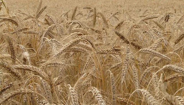 2026 Cereal Campaign: 90M Quintals Expected, 15M for Storage