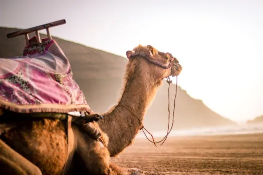 38-Year-Old Camel 'Turbo' Competes in Morocco