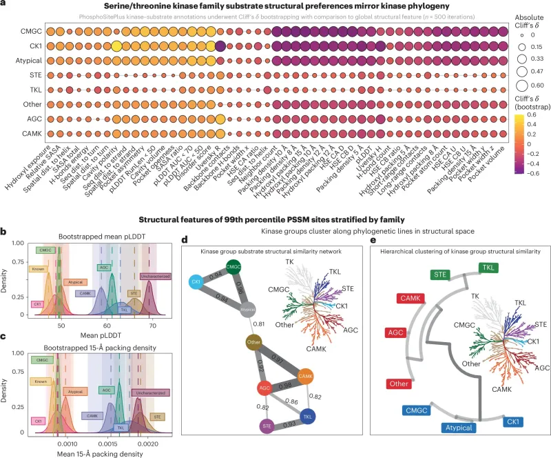3D map of kinase sites may boost cancer therapy