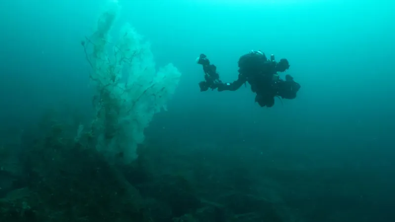400-year-old black coral found off New Zealand coast