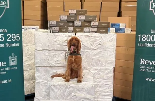 8.2M cigarettes seized at Dublin Port with dog Kobe