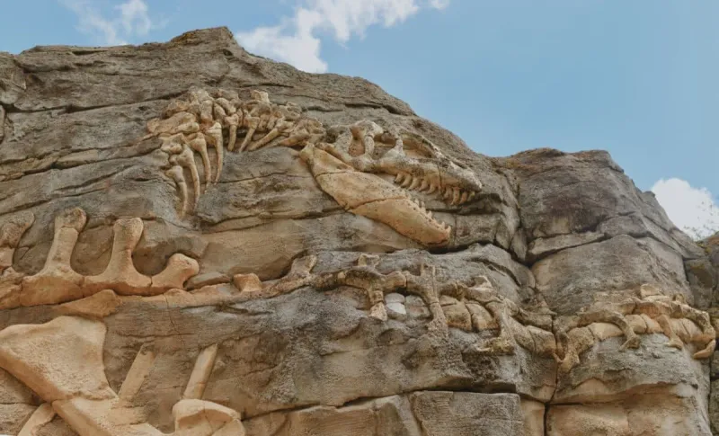 92-Foot Dinosaur Discovered at China Construction Site