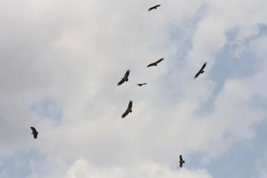 Abiy Ahmed Warns of 'Scavengers' in Sky Speech