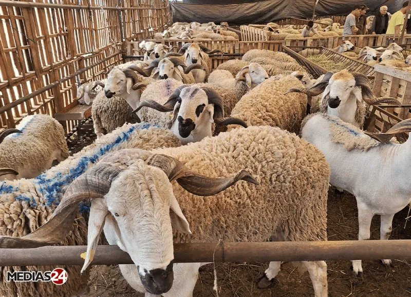 Aïd al-Adha: Butcher Prices Reflect Market Reality