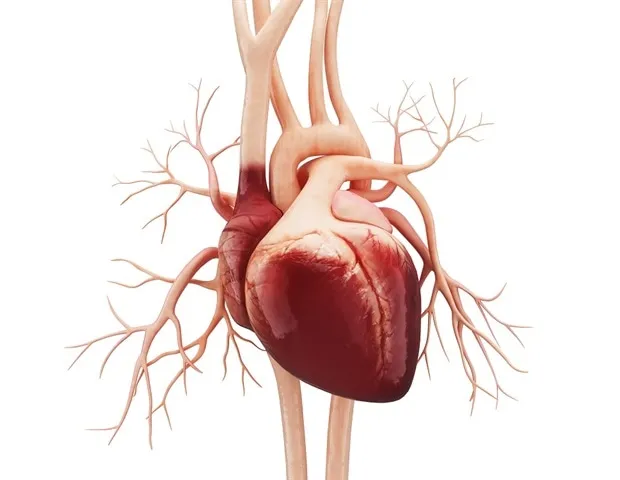 Les récepteurs de l'adénosine convergent dans la fibrose cardiaque