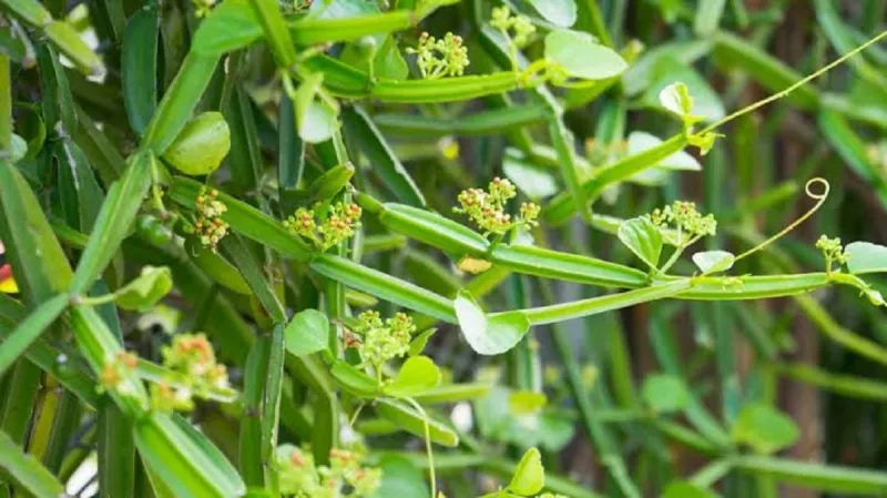 Plante africaine confirmée sûre et efficace contre les vers