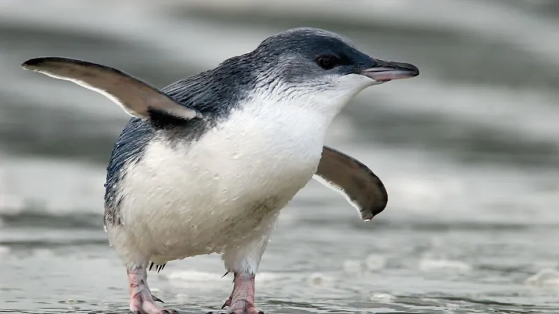 Agents Censured Over Penguin Protection Plan Omission