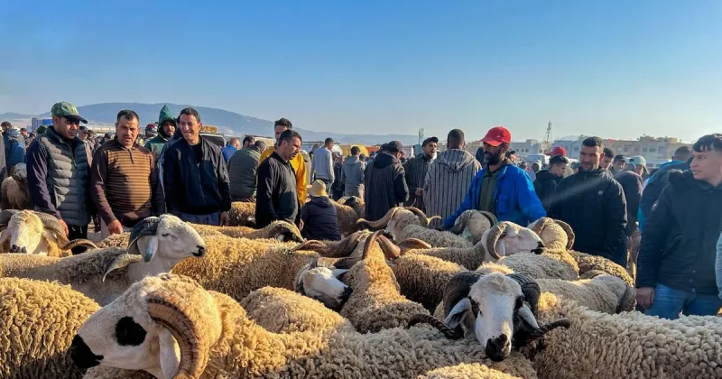 Aid al-Adha: Sheep Prices in Fez Range 3,000-10,000 DH
