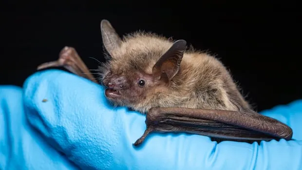 Alberta Students Treated for Rabies After Bat on Bus