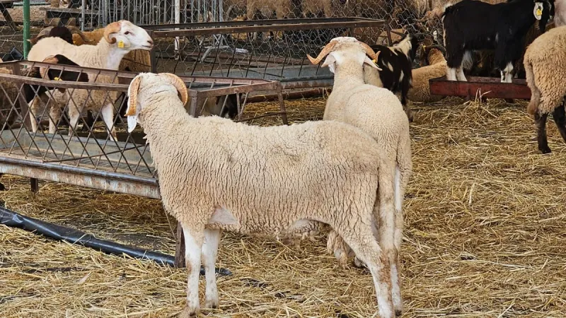 Algerian Deghma Sheep Breed Found in Morocco