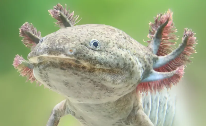 Ancient Axolotl Relative Named After Aztec God Found in Mexico