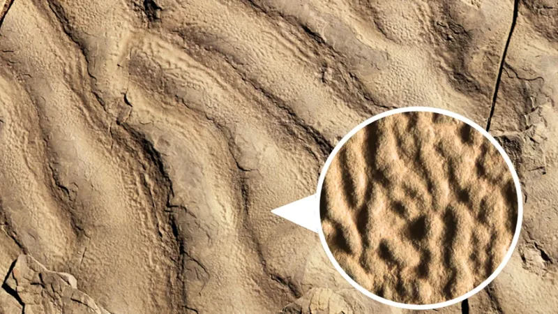 Roches 'peau d'éléphant' révèlent la vie ancienne des abysses