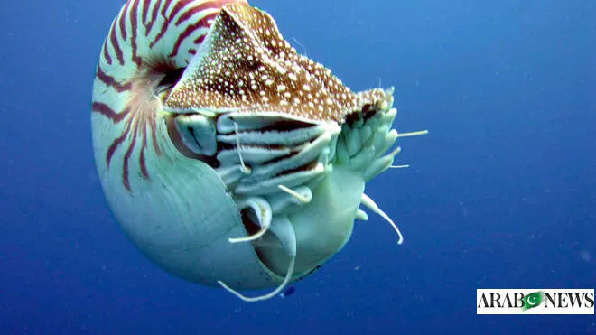 Ancient 'Octopus' Fossil Reclassified, Loses Record Status