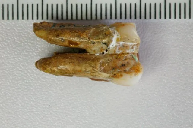 Ancient Teeth Reveal Neanderthal-Denisovan Interbreeding