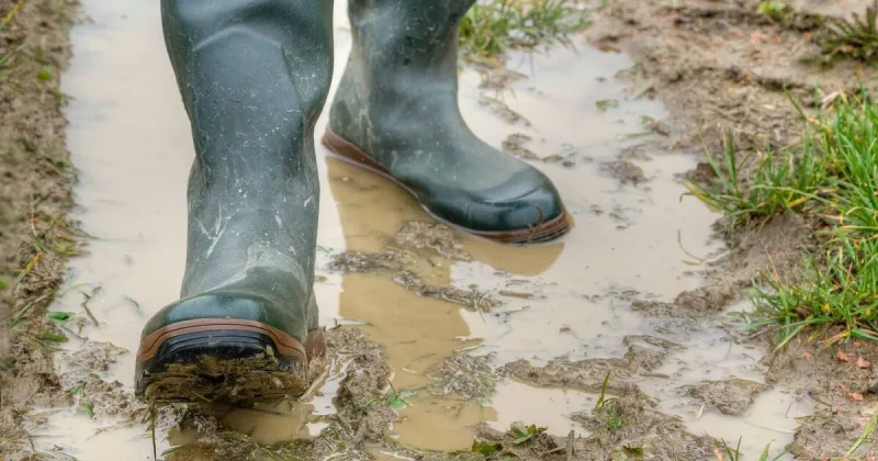 Animal Health Ireland Launches Biosecurity Week for Farms