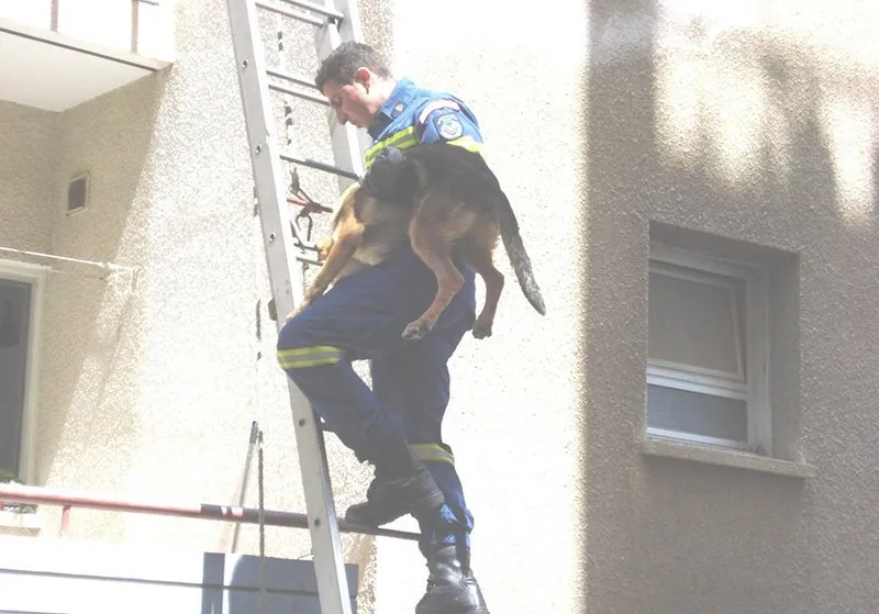 Animal Rescue Funding Debate Heats Up