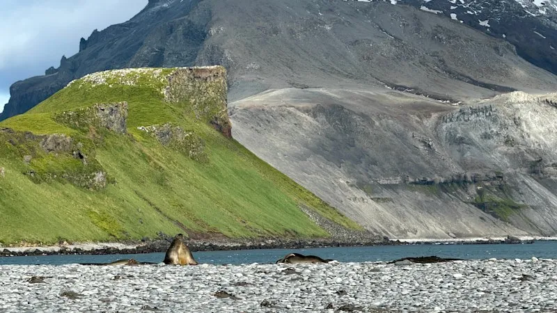 Antarctic grass spread threatens islands, study finds