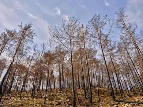 Arizona Lifts Fire Restrictions After Widespread Rain