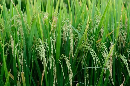 Arkansas rice farmers face war, weather, low prices in 2026