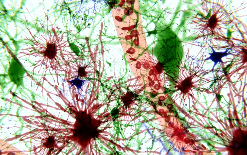 Astrocytes Form Long-Range Brain Networks in Mice