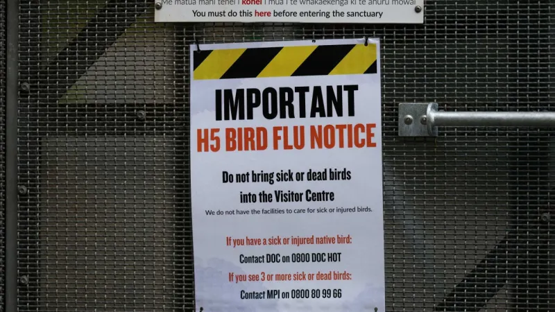 Australia to vaccinate vulnerable native birds against bird flu