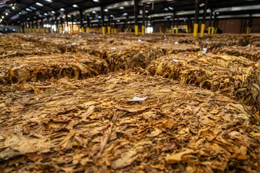 Australian Liberals consider tobacco excise cut