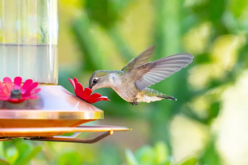 Avoid This Common Hummingbird Feeder Mistake