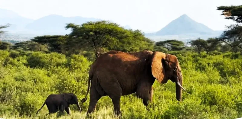 Baby Elephant Reunited with Mother After Kenya Flood Rescue