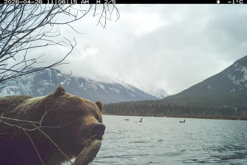 Plan d'action de Banff pour les espèces en péril en consultation