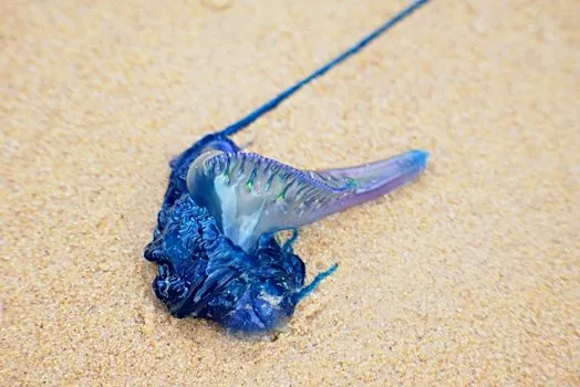 Beached Jellyfish: Common but Not Dangerous