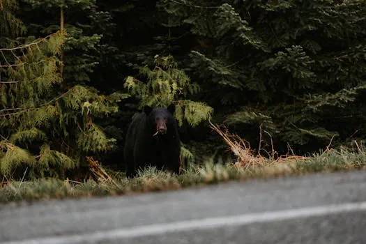 Bear Sighting Reported During Friday Rush Hour
