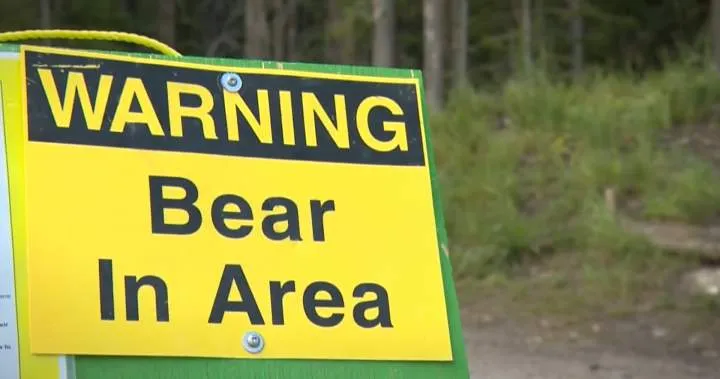 Bear Warnings Issued for Kananaskis Trails After Charges