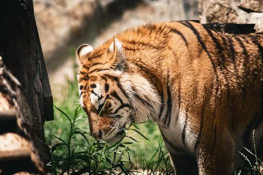 Bengals edge Lions 16-14 in preseason opener