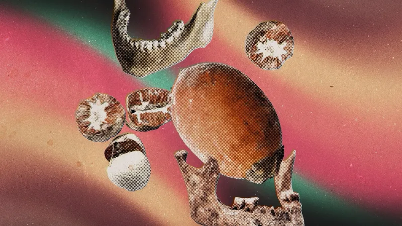 Betel Nut Chewing May Date Back 25,000 Years
