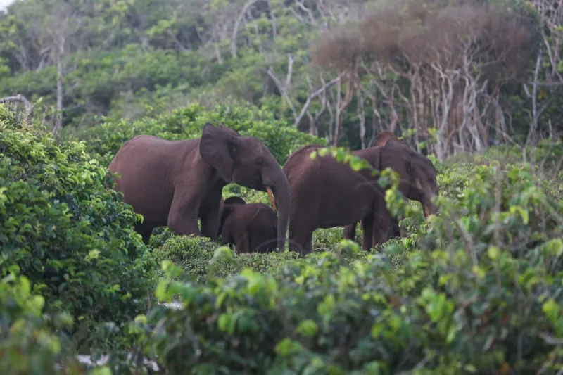Chasseur de gros gibier tué par des éléphants au Gabon