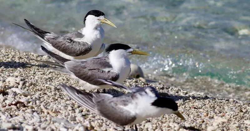Bird Flu Confirmed in Wild Seabirds in Australia