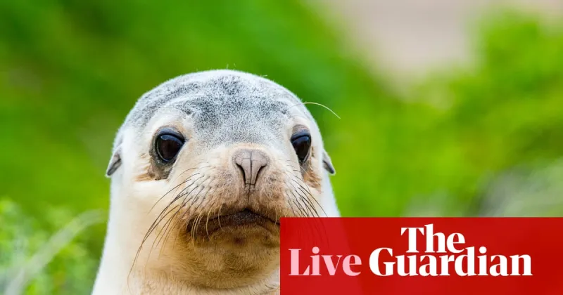 Bird Flu Detected on Kangaroo Island, Sea Lions at Risk
