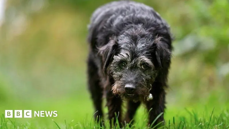 Bob Mortimer mourns death of Gone Fishing dog Ted