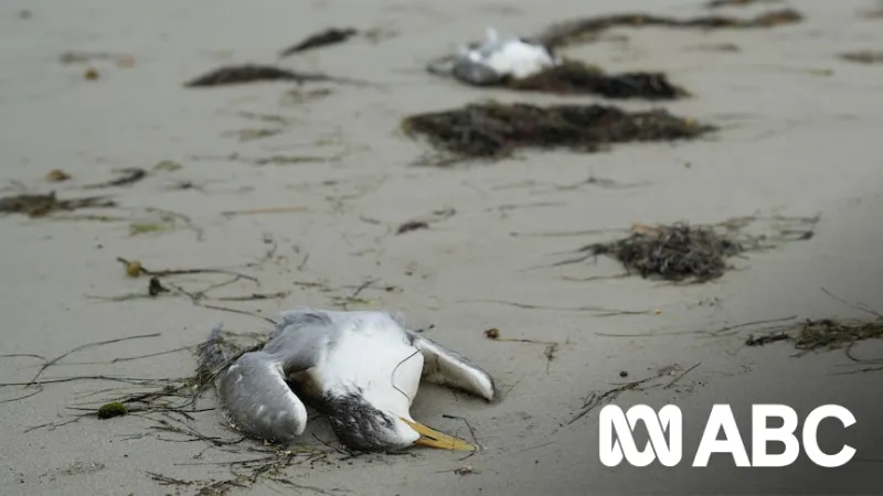 Bonorong Wildlife Sanctuary Struggles as Vets Halt Wild Bird Care