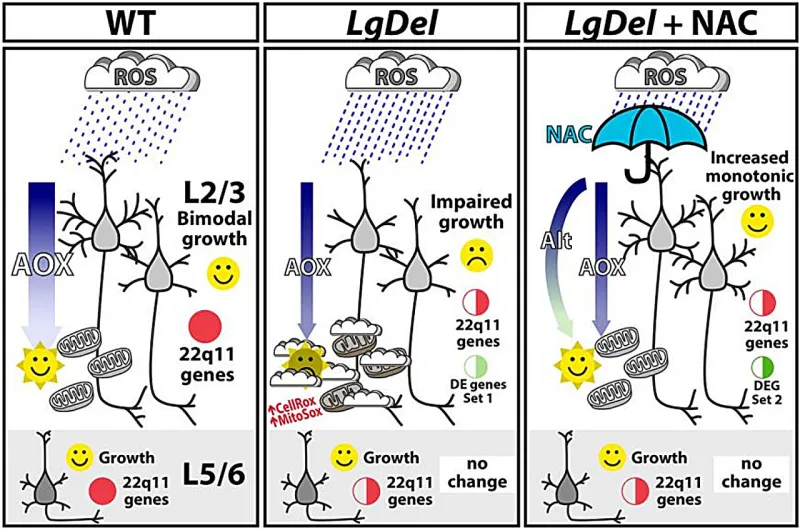 Brain Cells Restore Growth After Genetic Deletion