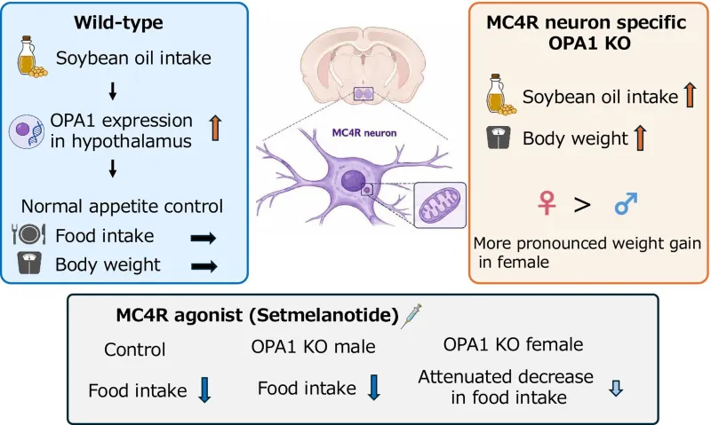 Brain Protein Linked to Fat Cravings and Obesity in Mice