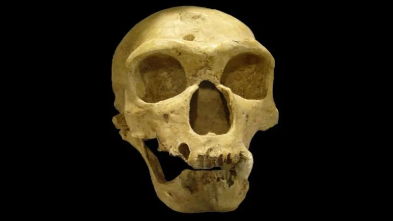 Brain Scans Reveal Neanderthal Intelligence Surprise