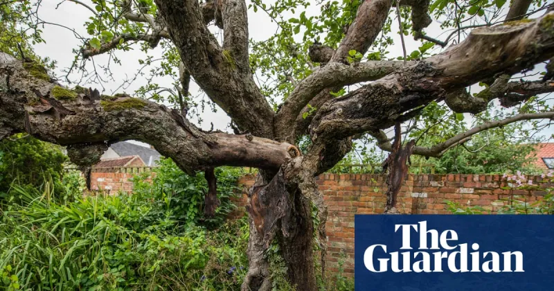 Bramley Apple Tree's Future Uncertain After Cottage Sale