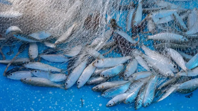 Brazil Maintains 32% Tariff on Moroccan Sardines
