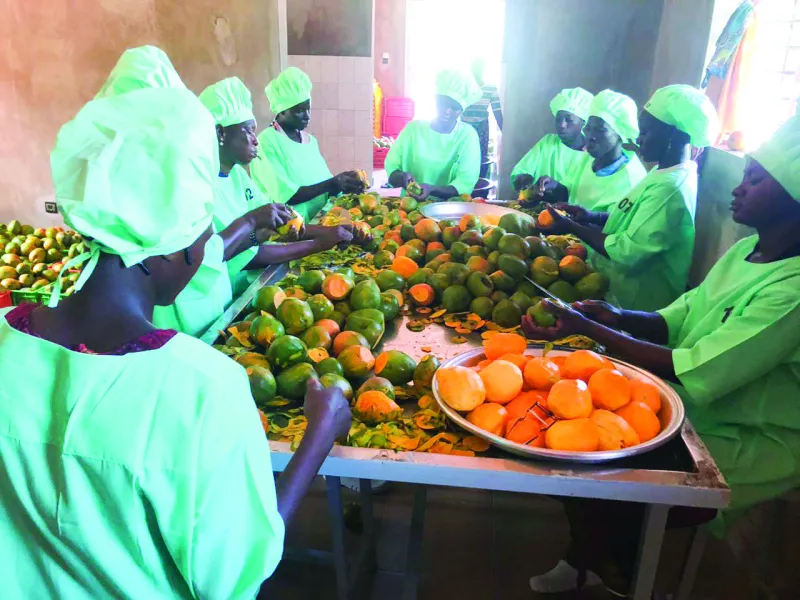 Burkina Faso's Organic Mango Boosts Exports