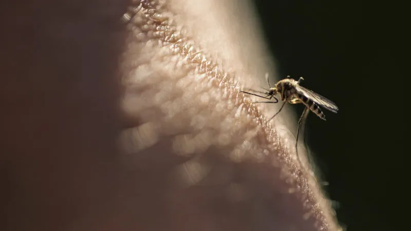 Virus du Nil occidental détecté tôt à Calgary