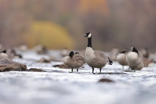 Résultats T4 et FY2026 de Canada Goose le 14 mai