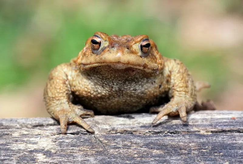 Cane toads evolved larger bodies in decades on Japanese island